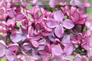 یاس خوشه ای